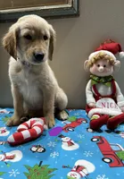 Purple Girl, a female Golden Retriever for sale in Fort Wayne, IN – Photo 4 of 10