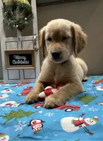 Purple Girl, a female Golden Retriever for sale in Fort Wayne, IN – Photo 1 of 10