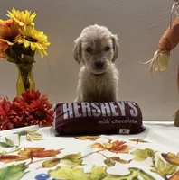 Purple Girl, a female Golden Retriever for sale in Fort Wayne, IN – Photo 9 of 10