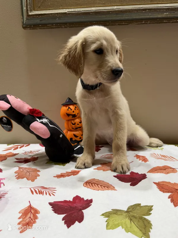 AKC Lime Girl – Golden Retriever puppy for sale in Fort Wayne, IN