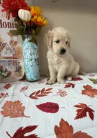 AKC Orange Boy, a male Golden Retriever for sale in Fort Wayne, IN – 2 of 10
