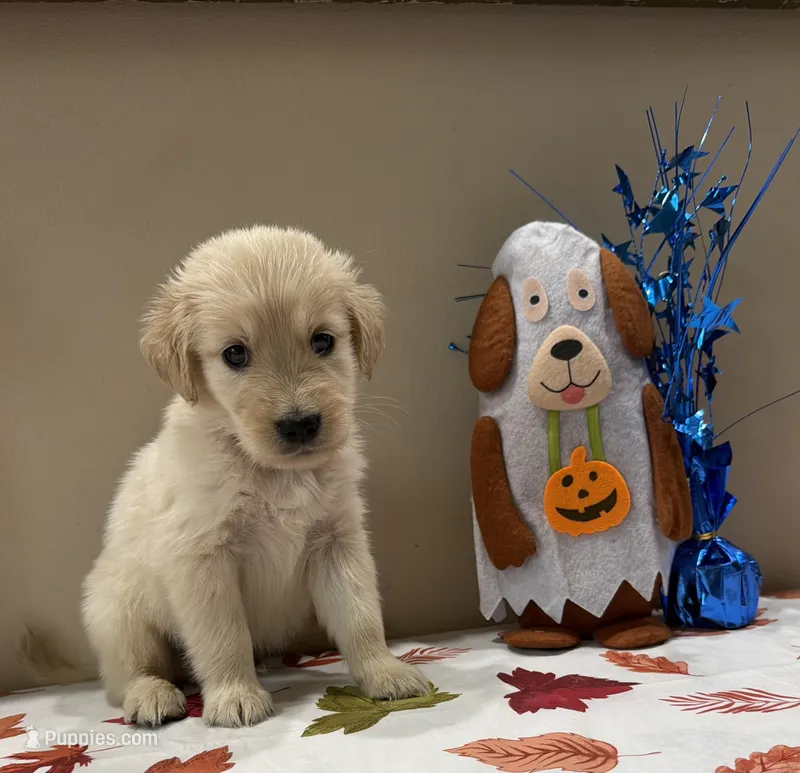 AKC Red Boy – Golden Retriever puppy for sale in Fort Wayne, IN