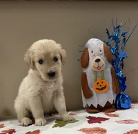 AKC Red Boy, a male Golden Retriever for sale in Fort Wayne, IN – 1 of 10