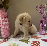 AKC Turquoise Girl, a female Golden Retriever for sale in Fort Wayne, IN – 5 of 10