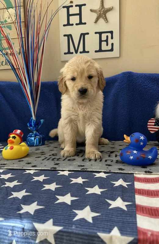 AKC Red Girl  – Golden Retriever puppy for sale in Fort Wayne, IN