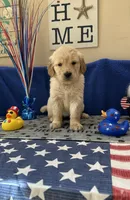 AKC Red Girl , a female Golden Retriever for sale in Fort Wayne, IN – Photo 1 of 10
