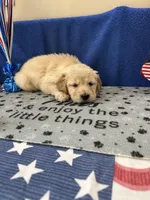 AKC Red Girl , a female Golden Retriever for sale in Fort Wayne, IN – Photo 3 of 10