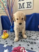 AKC Red Girl , a female Golden Retriever for sale in Fort Wayne, IN – Photo 4 of 10