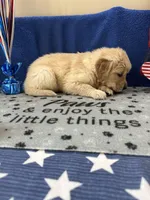 AKC Red Girl , a female Golden Retriever for sale in Fort Wayne, IN – Photo 8 of 10