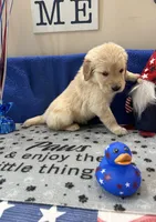 AKC Red Girl , a female Golden Retriever for sale in Fort Wayne, IN – Photo 2 of 10