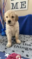 AKC Red Girl , a female Golden Retriever for sale in Fort Wayne, IN – Photo 6 of 10