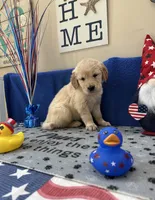 AKC Red Girl , a female Golden Retriever for sale in Fort Wayne, IN – Photo 10 of 10