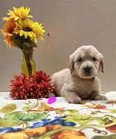 Pink Girl, a female Golden Retriever for sale in Fort Wayne, IN – Photo 8 of 10