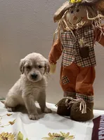 Pink Girl, a female Golden Retriever for sale in Fort Wayne, IN – Photo 9 of 10
