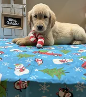 Pink Girl, a female Golden Retriever for sale in Fort Wayne, IN – Photo 4 of 10