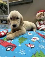 Pink Girl, a female Golden Retriever for sale in Fort Wayne, IN – Photo 6 of 10