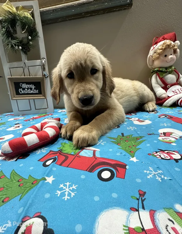 Pink Girl, a female Golden Retriever for sale in Fort Wayne, IN – Photo 1 of 10