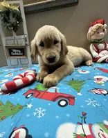 Pink Girl, a female Golden Retriever for sale in Fort Wayne, IN – Photo 1 of 10