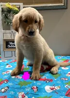 Pink Girl, a female Golden Retriever for sale in Fort Wayne, IN – Photo 2 of 10