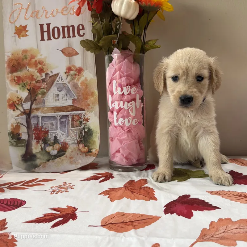 AKC Purple Girl  – Golden Retriever puppy for sale in Fort Wayne, IN