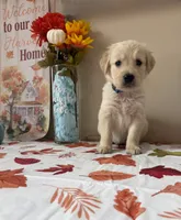 AKC Blue Boy, a male Golden Retriever for sale in Fort Wayne, IN – 3 of 10