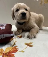 Green Boy - Sold, a male Golden Retriever for sale in Fort Wayne, IN – Photo 5 of 10
