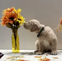 Green Boy - Sold, a male Golden Retriever for sale in Fort Wayne, IN – Photo 2 of 10