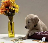 Green Boy - Sold, a male Golden Retriever for sale in Fort Wayne, IN – Photo 8 of 10