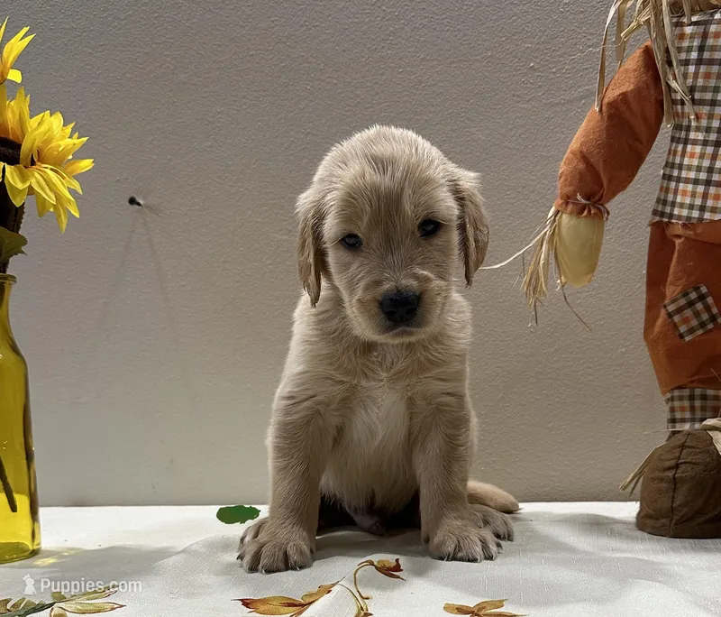 Green Boy - Sold, a male Golden Retriever for sale in Fort Wayne, IN – Photo 1 of 10