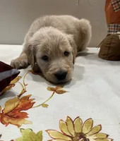 Green Boy - Sold, a male Golden Retriever for sale in Fort Wayne, IN – Photo 9 of 10