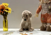 Green Boy - Sold, a male Golden Retriever for sale in Fort Wayne, IN – Photo 3 of 10