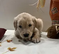 Green Boy - Sold, a male Golden Retriever for sale in Fort Wayne, IN – Photo 7 of 10