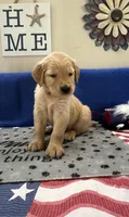 AKC Hot Pink Girl, a female Golden Retriever for sale in Fort Wayne, IN – Photo 6 of 10