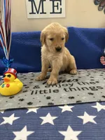 AKC Hot Pink Girl, a female Golden Retriever for sale in Fort Wayne, IN – Photo 9 of 10