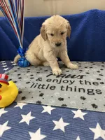 AKC Red Girl , a female Golden Retriever for sale in Fort Wayne, IN – Photo 5 of 10