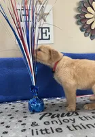 AKC Hot Pink Girl, a female Golden Retriever for sale in Fort Wayne, IN – Photo 8 of 10