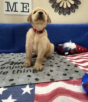 AKC Hot Pink Girl, a female Golden Retriever for sale in Fort Wayne, IN – Photo 5 of 10