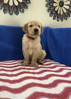 AKC Hot Pink Girl, a female Golden Retriever for sale in Fort Wayne, IN – Photo 2 of 10