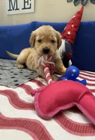 AKC Hot Pink Girl, a female Golden Retriever for sale in Fort Wayne, IN – Photo 3 of 10