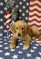 AKC Blue Boy, a male Golden Retriever for sale in Fort Wayne, IN – Photo 10 of 10