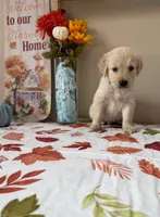 AKC Blue Boy, a male Golden Retriever for sale in Fort Wayne, IN – 2 of 10