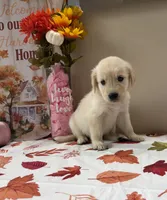 AKC Pink Girl, a female Golden Retriever for sale in Fort Wayne, IN – 4 of 10