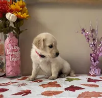 AKC Pink Girl, a female Golden Retriever for sale in Fort Wayne, IN – 6 of 10