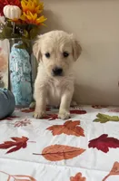 AKC Blue Boy, a male Golden Retriever for sale in Fort Wayne, IN – 8 of 10