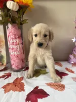 AKC Purple Girl , a female Golden Retriever for sale in Fort Wayne, IN – 8 of 10