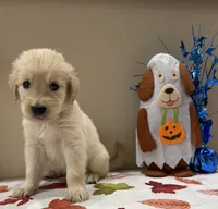 AKC Red Boy, a male Golden Retriever for sale in Fort Wayne, IN – 8 of 10