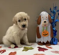 AKC Red Boy, a male Golden Retriever for sale in Fort Wayne, IN – 10 of 10