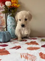 AKC Blue Boy, a male Golden Retriever for sale in Fort Wayne, IN – 5 of 10