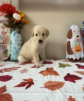 AKC Green Boy , a male Golden Retriever for sale in Fort Wayne, IN – 3 of 10