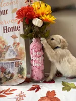 AKC Purple Girl , a female Golden Retriever for sale in Fort Wayne, IN – 9 of 10